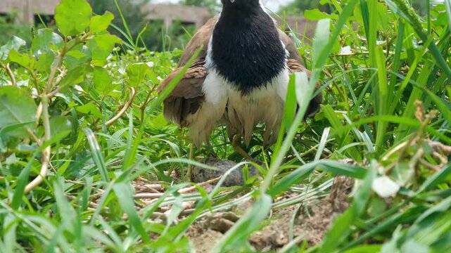 Moorhen bird in the green meadow,  moorhen Gallinula chloropus, Moorhen or swamphen walking through grass, wetland,