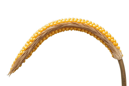 Arched yellow corn cob with husk remnants