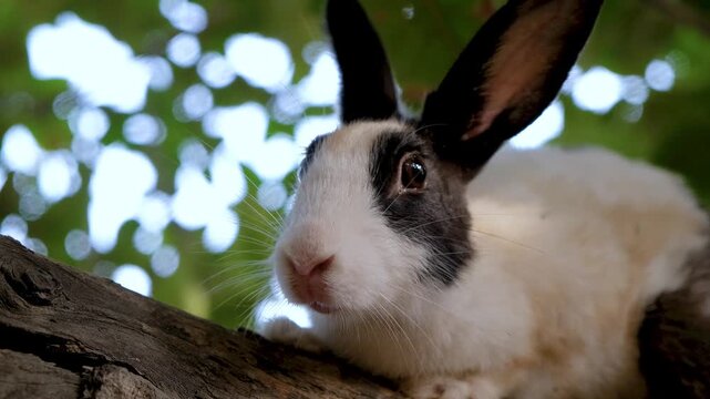 Curious rabbit with expressive eyes and soft fur. Cute White Pet Rabbit Exploring Garden Trees. A Fluffy White Rabbit&rsquo;s Favorite Tree Spot.