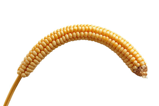 Curved golden corn cob with dense kernels