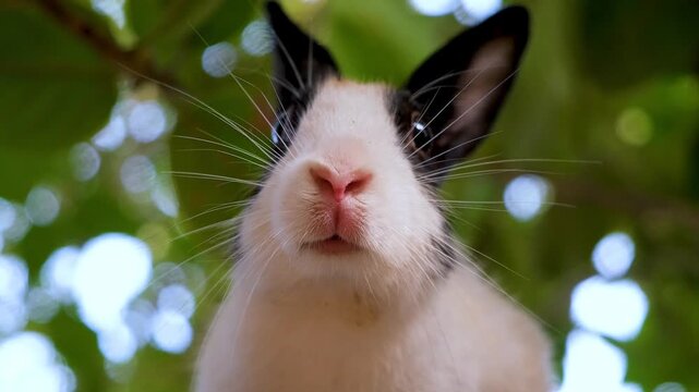 Curious rabbit with expressive eyes and soft fur. Cute White Pet Rabbit Exploring Garden Trees. A Fluffy White Rabbit&rsquo;s Favorite Tree Spot.