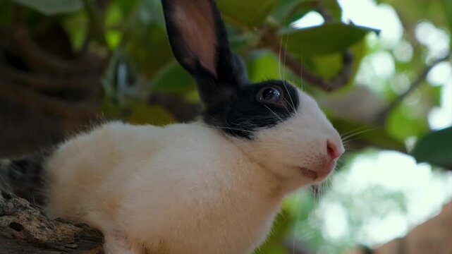 Cute White Pet Rabbit Exploring Garden Trees. A Fluffy White Rabbit&rsquo;s Favorite Tree Spot. Domestic rabbit enjoys free range time on a green tree.