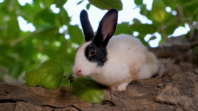 Curious rabbit with expressive eyes and soft fur. Cute White Pet Rabbit Exploring Garden Trees. A Fluffy White Rabbit&rsquo;s Favorite Tree Spot.