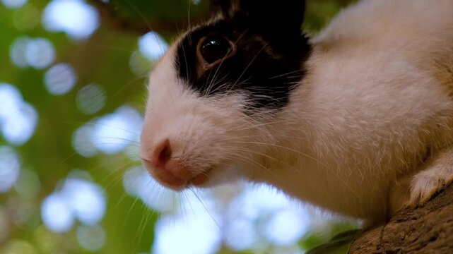 Curious rabbit with expressive eyes and soft fur. Cute White Pet Rabbit Exploring Garden Trees. A Fluffy White Rabbit&rsquo;s Favorite Tree Spot.