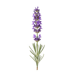 Fototapeta premium Single sprig of lavender with delicate purple flowers and green leaves isolated