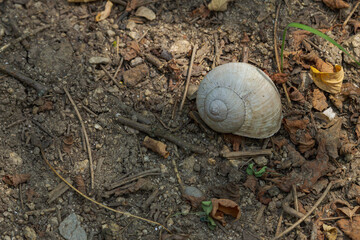 White snail shell on a dirty forest soil © Enjoy_Travel