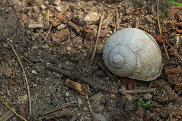 White snail shell on a dirty forest ground © Enjoy_Travel