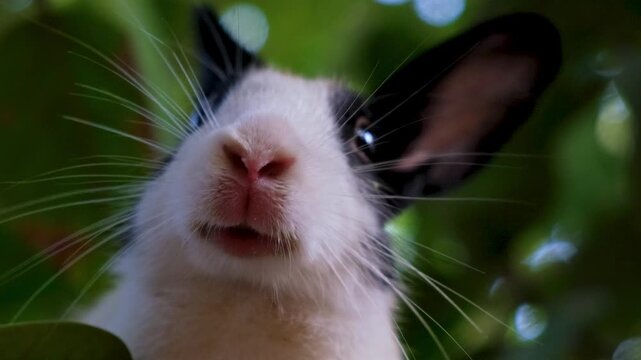 Curious rabbit with expressive eyes and soft fur. Cute White Pet Rabbit Exploring Garden Trees. A Fluffy White Rabbit&rsquo;s Favorite Tree Spot.