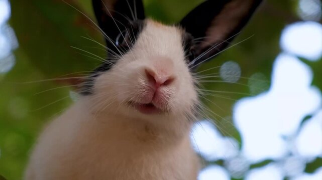 Adorable White Bunny Grooming Its Face. A Fluffy White Rabbit&rsquo;s Favorite Tree Spot. Domestic rabbit enjoys free range time on a green tree.
