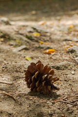 pine cone on the forest ground © Enjoy_Travel