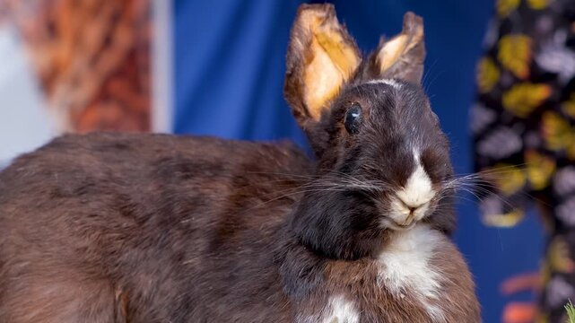 Taxidermy mummy rabbit art piece, mummified pet rabbit