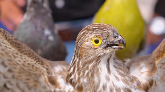 mummy hawk, closeup of mummified hawk, the king of sky, hawk the bird of prey,