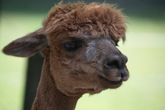 An alpaca (Lama pacos).