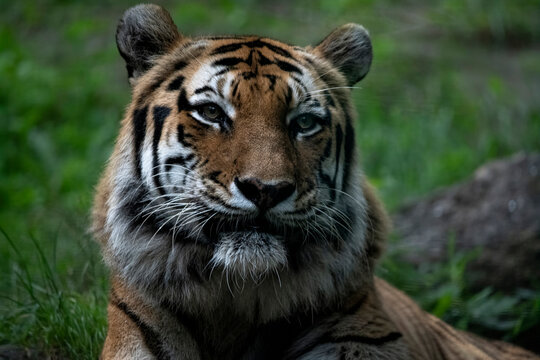 Amur Tiger (Panthera tigris tigris)