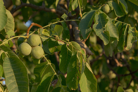 Walnuts hanging on a walnut tree in the summer garden 