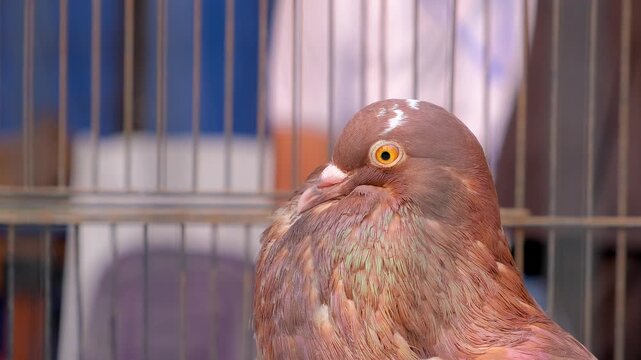 close up pigeon head, symbol of peace love and calmness.