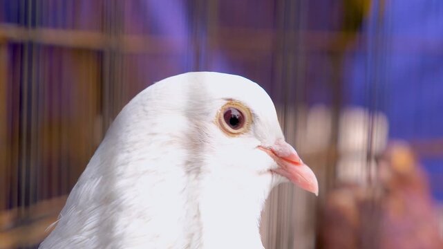 close up pigeon head, symbol of peace love and calmness.