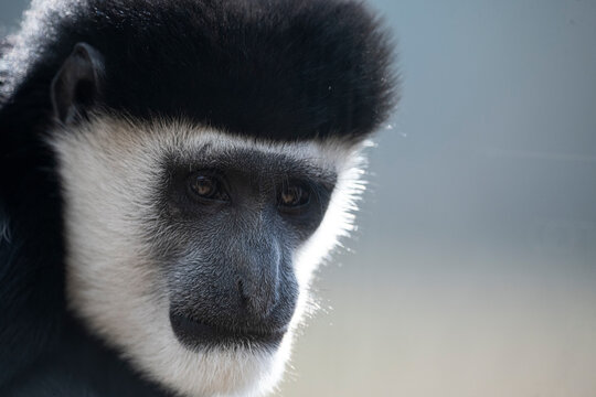 The Mantled Guereza (Colobus guereza).