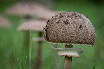 Sharp view of edible Macrolepiota procera parasol mushrooms surrounded by fresh green grass covered in morning dew. © Phoscar