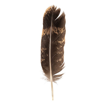 Detailed brown feather with intricate patterns isolated on a transparent background