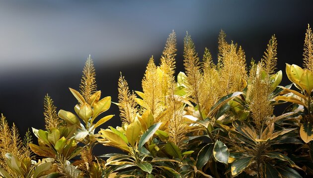 aucuba japonica also known as gold dust plant or japanese laurel