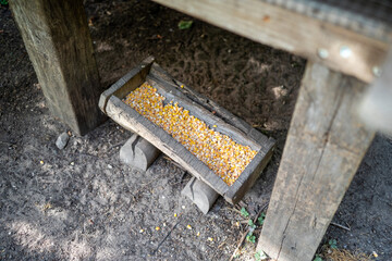 Wooden feeding trough filled with golden corn kernels on bare soil in a rustic poultry coop, small scale animal husbandry and sustainable free range farming © SvenKrueger