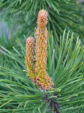Pine Spring Candles and Green Needles in Close Up
