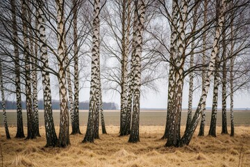 Naklejka premium White birch trees stand in grove during early spring. Tall slender trunks with black bark patterns grow in dry grass field. Calm rural landscape shows forest edge near open farmland under grey sky.