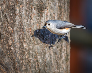 Tufted Titmouse perched on a tree trunk, illuminated by soft sunlight and casting a sharp shadow, highlighting its delicate plumage and woodland habitat. © Alexander Image