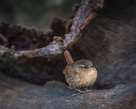 Winter Wren standing on a rocky woodland surface, displaying its rounded body, barred wings, upright tail, and warm brown plumage among fallen tree roots.
