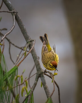 Palm Warbler perched on a pine branch, bending forward to forage, with bright yellow plumage and chestnut crown visible among fresh spring foliage.