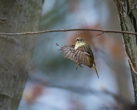 Ruby-crowned Kinglet hovering in a woodland, wings spread and feet extended, showing olive-green plumage and bright wing markings against a softly blurred forest background.