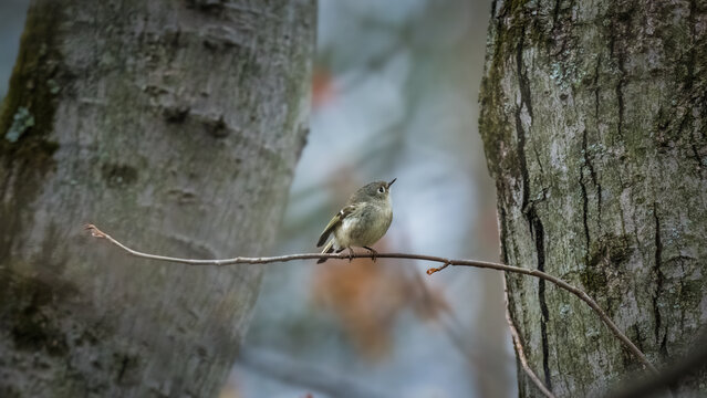 Ruby-crowned Kinglet perched on a slender branch between tree trunks, showing olive-gray plumage, white eye ring, and subtle wing markings in a woodland setting.