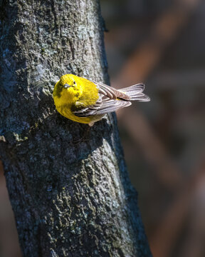 Pine Warbler perched against a tree trunk, displaying bright yellow plumage, olive back, and white wingbars in warm natural light with a softly blurred woodland background.
