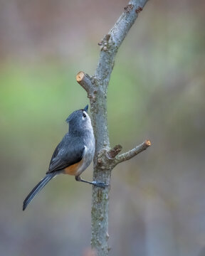 Tufted Titmouse perched on a slender tree trunk, showing its gray plumage, pointed crest, rusty flank, and long tail against a softly blurred woodland background.