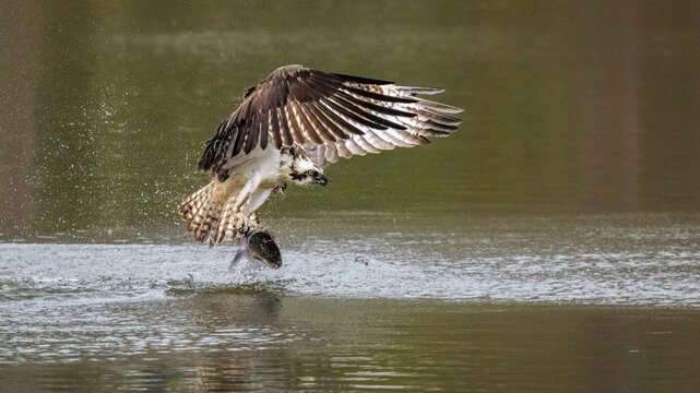 Osprey flying low over water with a freshly caught fish in its talons, wings fully extended and water splashing during a dramatic hunting moment.