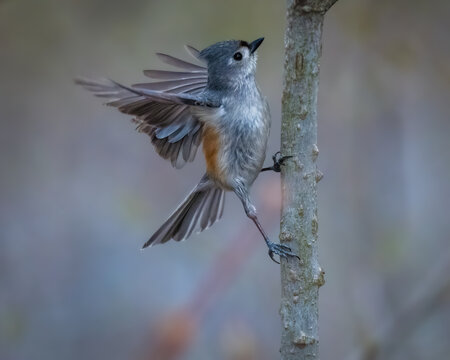 Tufted Titmouse clinging to a tree trunk with wings spread, showing its gray plumage, pointed crest, rusty flanks, and distinctive facial markings.