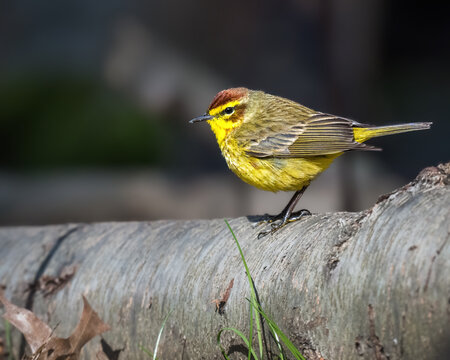 Palm Warbler perched on a fallen tree, showing bright yellow throat and breast, chestnut crown, olive back, and fine wing markings in a natural outdoor setting.
