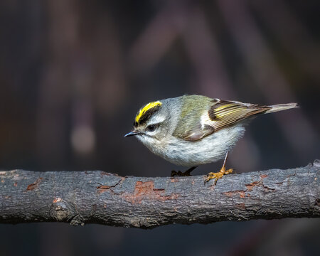 Golden-crowned Kinglet perched on a tree branch, displaying its bright yellow crown, olive-green back, white facial markings, and delicate feathers against a dark blurred background.
