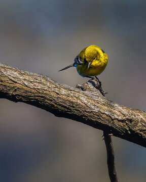 Pine Warbler perched on a tree branch, showing bright yellow plumage, olive-green back, and subtle wing markings against a softly blurred natural background.