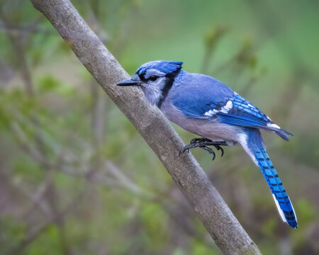 Blue Jay perched on a tree branch in a woodland setting, displaying vivid blue plumage, barred wings, black markings, and a long blue tail against a soft green background.
