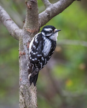 Female Downy Woodpecker perched on a tree trunk in a woodland setting, displaying distinctive black-and-white plumage and spotted wings against a soft green background.
