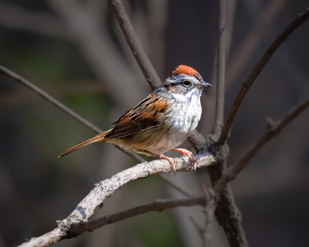 Swamp Sparrow perched on a tree branch, displaying its rusty crown, gray face, brown wings, and streaked plumage against a softly blurred woodland background.