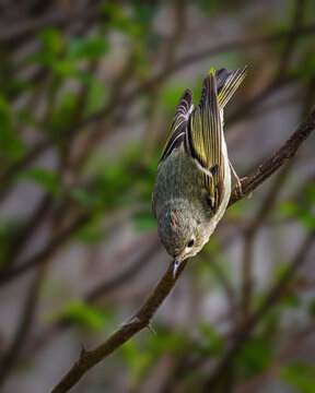 Ruby-crowned Kinglet hanging upside down from a branch, showing its olive-gray plumage, yellow wing markings, and small red crown patch against fresh green foliage.