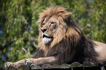 A male Lion (Panthera leo) laying down. © Vine.Photographic