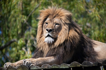 Fototapeta premium A male Lion (Panthera leo) laying down.