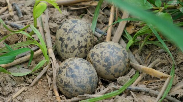 Three Speckled Bird Eggs Resting on the Ground Among Grass and Natural Vegetation