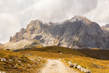 Naklejka premium Tranquil herd of wild horses grazes in mountain meadow within Picos de Europa National Park, Cantabria