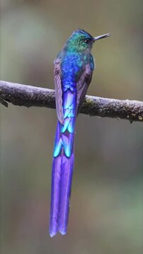 Beautiful Violet Tailed Sylph Hummingbird perched on a branch