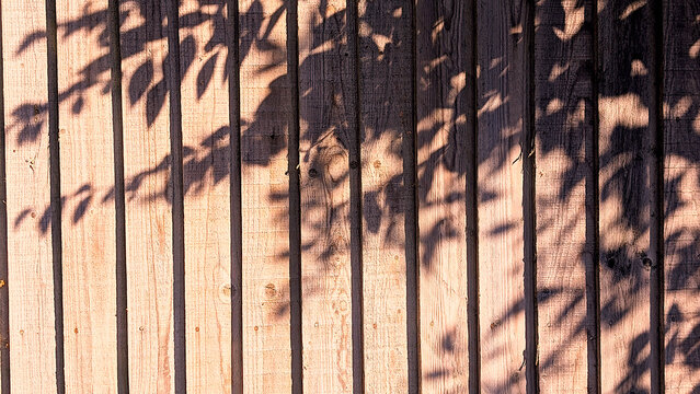 Vertical wooden fence background texture with sharp leaf shadows cast across light timber planks